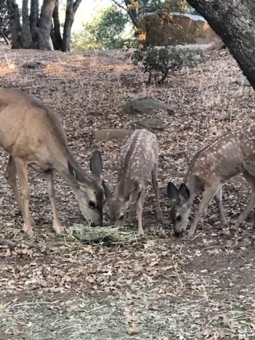 Cozy Cub Cabin, Brand New Home Near Yosemite ماريبوسا المظهر الخارجي الصورة
