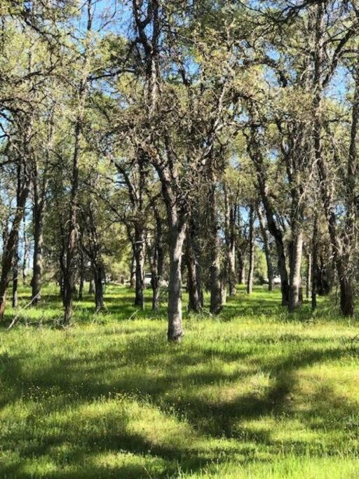 Cozy Cub Cabin, Brand New Home Near Yosemite ماريبوسا المظهر الخارجي الصورة